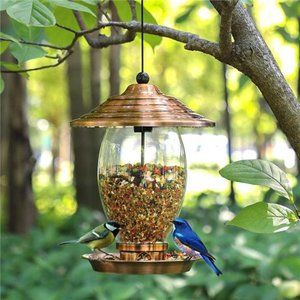 Bird | Bird Feeder Wild Bird Feeders For Outsidemetal And Glass Bird 